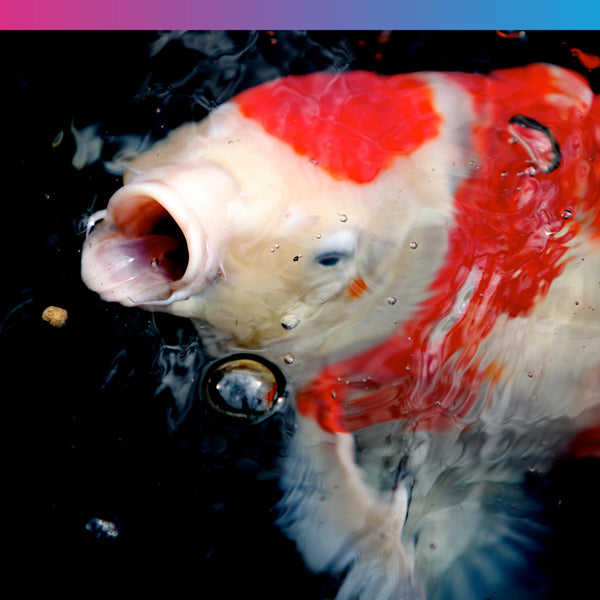 NT Labs Medikoi Probiotic Growth, Complete Feed For All Pond Fish, Ideal For Late Spring and Summer Feeding, High Protein Fish Feed, Maintains Immune