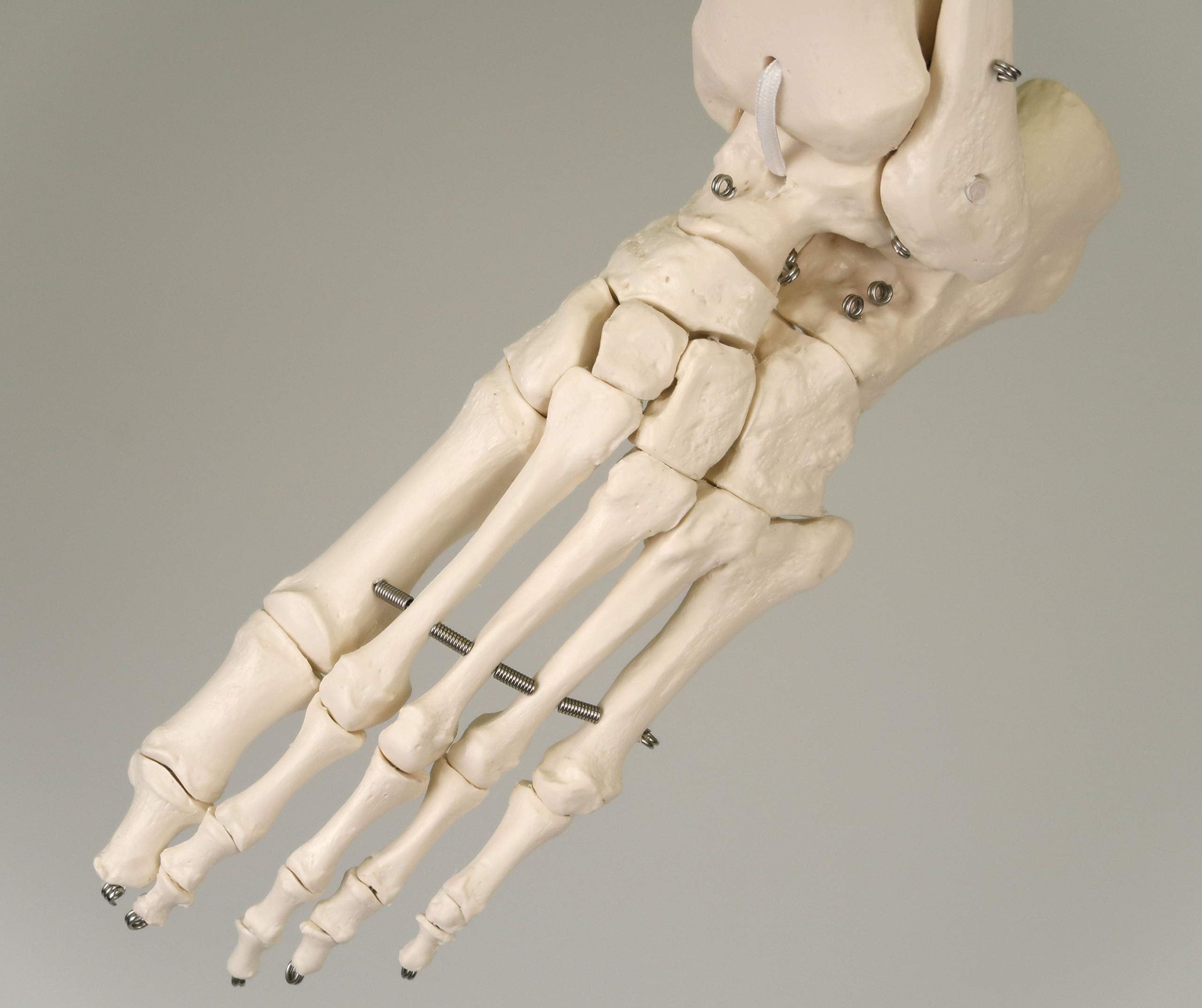 3B Scientific Human Anatomy Skeleton Model Sam - with Muscles and Ligaments, On Hanging Stand A13/1 + free Anatomy App - 3B Smart Anatomy