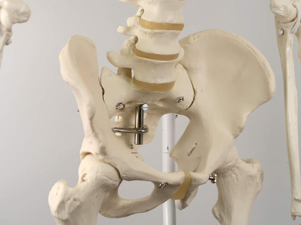 3B Scientific Human Anatomy Skeleton Model Sam - with Muscles and Ligaments, On Hanging Stand A13/1 + free Anatomy App - 3B Smart Anatomy