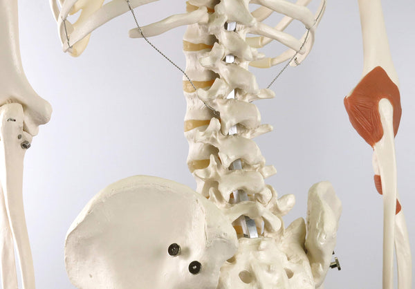 3B Scientific Human Anatomy Skeleton Model Sam - with Muscles and Ligaments, On Hanging Stand A13/1 + free Anatomy App - 3B Smart Anatomy