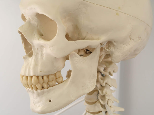 3B Scientific Human Anatomy Skeleton Model Sam - with Muscles and Ligaments, On Hanging Stand A13/1 + free Anatomy App - 3B Smart Anatomy