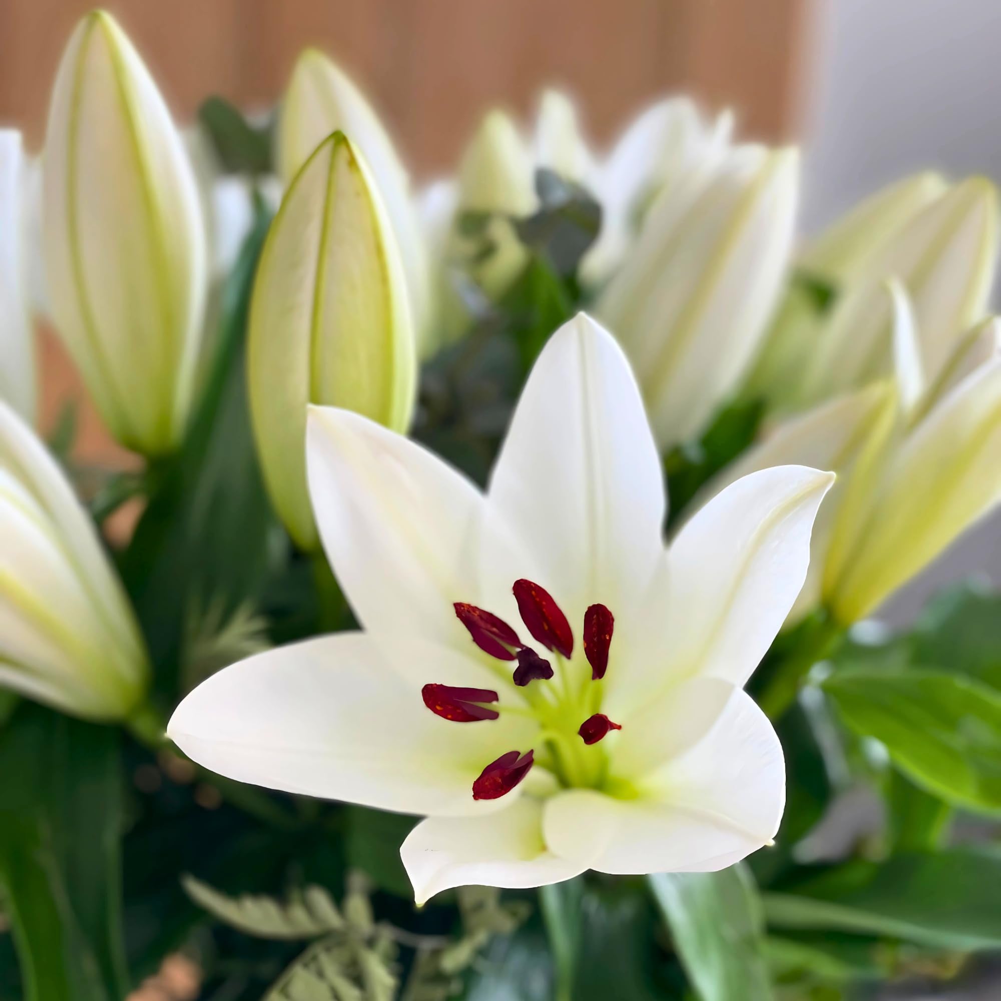 Homeland Florists White Scented Oriental Lily Fresh Flower Bouquet, Luxury Large Gift Wrapped Lilies with Handwritten Gift Card for Birthday or