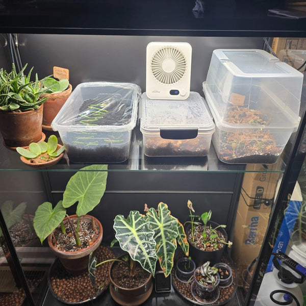 WHATOOK Mini Desk Fan USB: 2000mAh Rechargeable Ultra Quiet 1-100 Speeds Desktop Fans with LED Display, 3-10H Runtime, Child-Safe Grille Cooling Small Portable Table-Fan for Home, Office & Travel