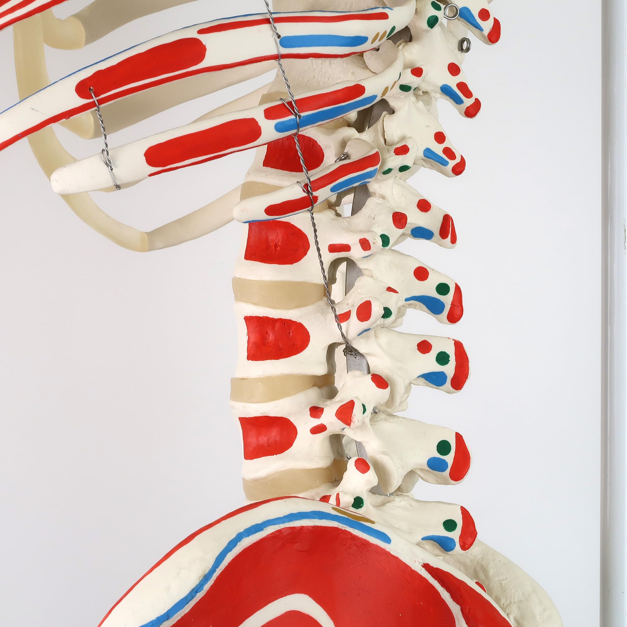 3B Scientific Human Anatomy Skeleton Model Sam - with Muscles and Ligaments, On Hanging Stand A13/1 + free Anatomy App - 3B Smart Anatomy