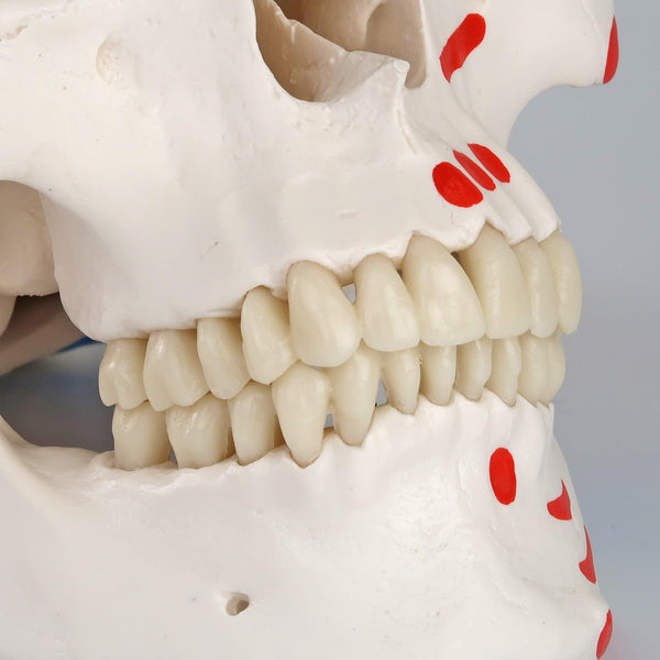 3B Scientific Human Anatomy Skeleton Model Sam - with Muscles and Ligaments, On Hanging Stand A13/1 + free Anatomy App - 3B Smart Anatomy