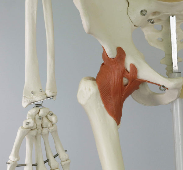 3B Scientific Human Anatomy Skeleton Model Sam - with Muscles and Ligaments, On Hanging Stand A13/1 + free Anatomy App - 3B Smart Anatomy