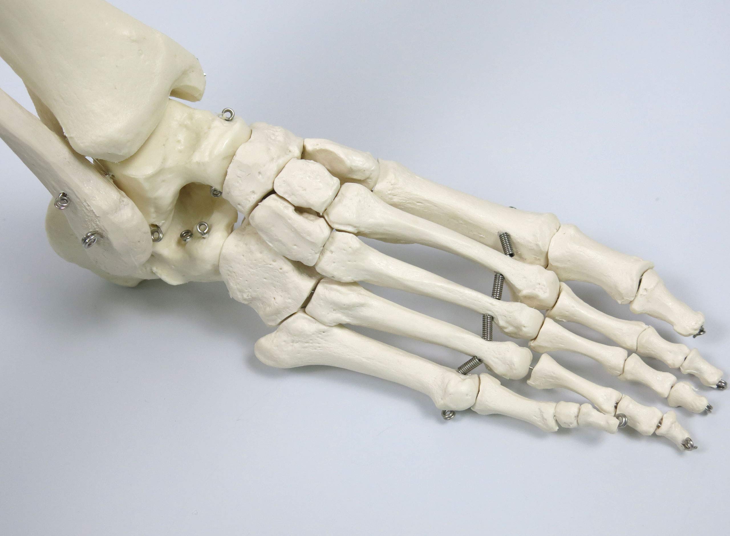 3B Scientific Human Anatomy Skeleton Model Sam - with Muscles and Ligaments, On Hanging Stand A13/1 + free Anatomy App - 3B Smart Anatomy