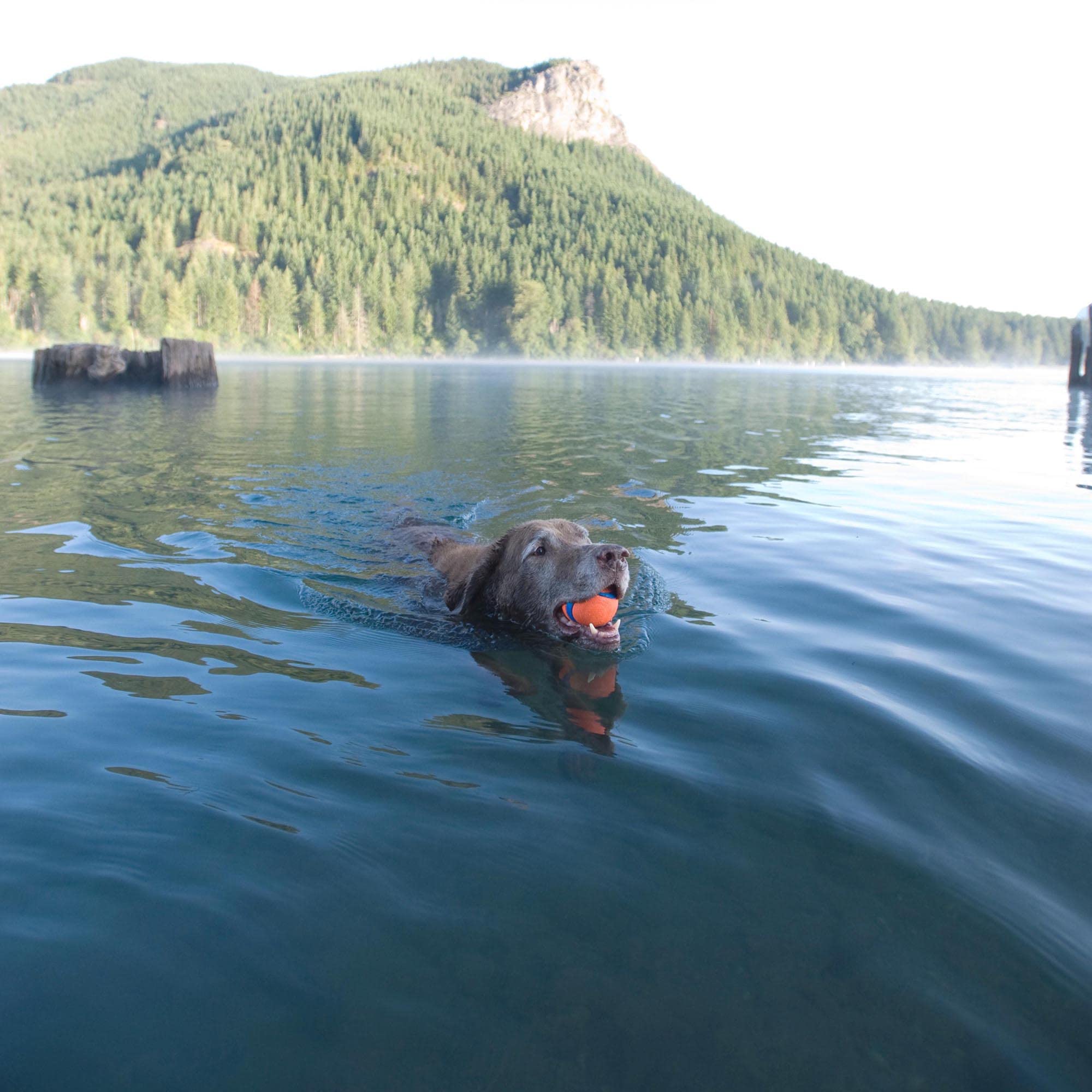 ChuckIt! Ultra Ball Dog Toy, Durable High Bounce Floating Rubber Dog Ball, Launcher Compatible Toy For Dogs, 2 Pack, Medium