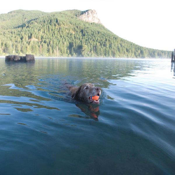 ChuckIt! Ultra Ball Dog Toy, Durable High Bounce Floating Rubber Dog Ball, Launcher Compatible Toy For Dogs, 2 Pack, Medium