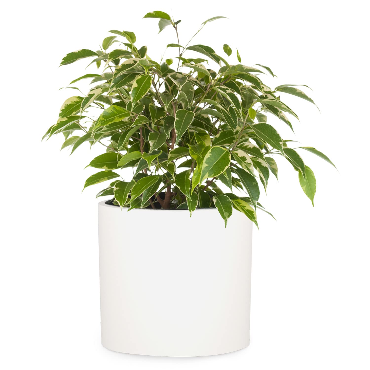 Fox & Fern Plant Pot, Large Plant Pots for Indoor & Outdoor, UV & Frost Resistant Plant Vase with Drainage Plug, Fiberstone, Large Indoor Pots for