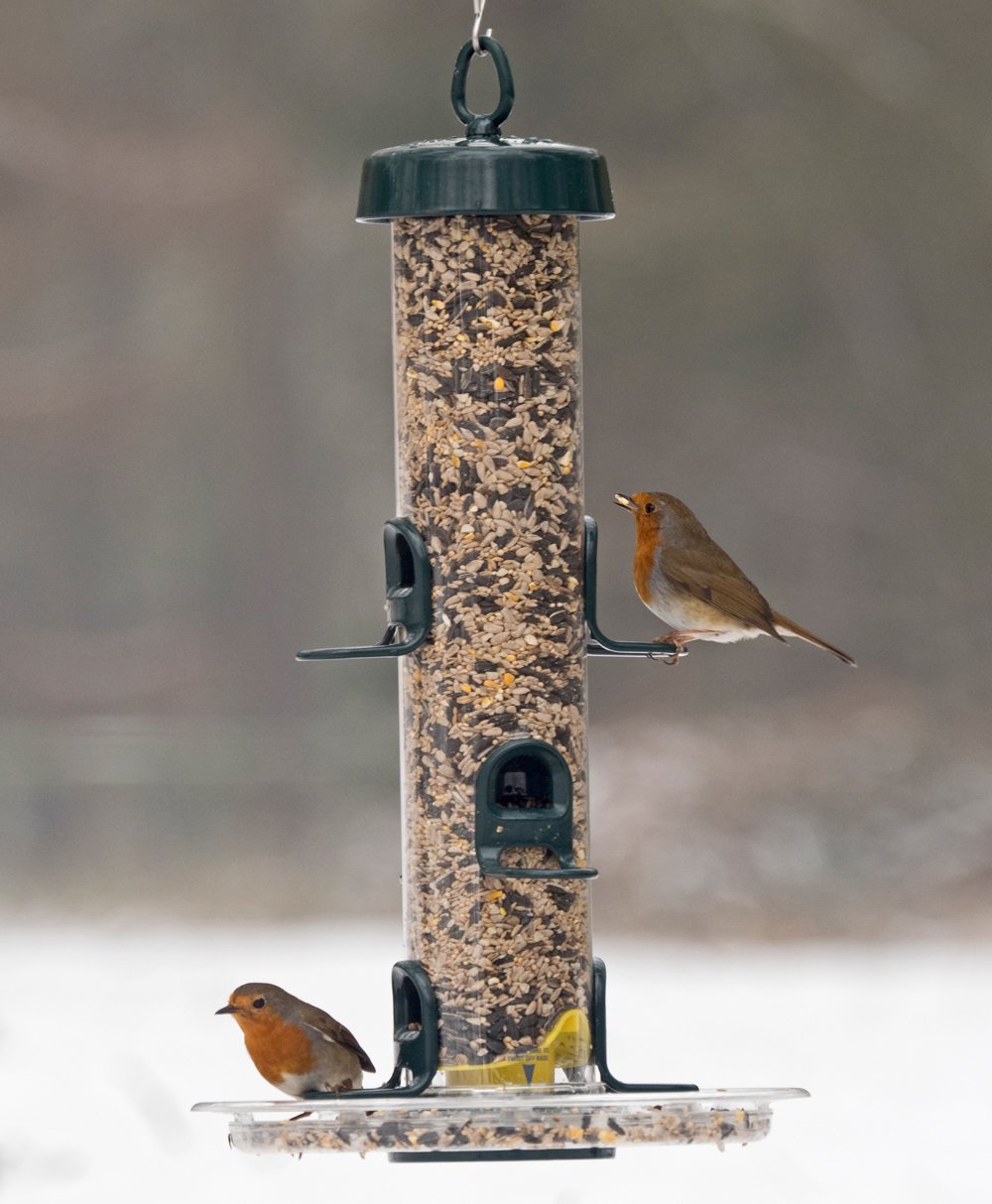 Hanging Bird Feeders for Small Birds - Jacobi Jayne? Bigeasy? Small Seed Bird Feeders for Wild And Garden Birds - Squirrel-Resistant Bird Feeder with