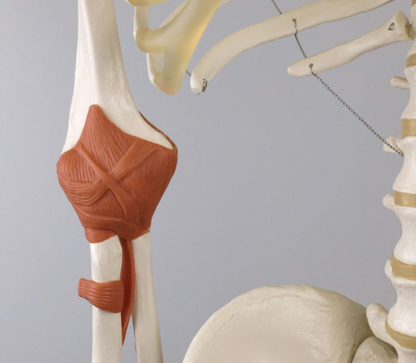 3B Scientific Human Anatomy Skeleton Model Sam - with Muscles and Ligaments, On Hanging Stand A13/1 + free Anatomy App - 3B Smart Anatomy