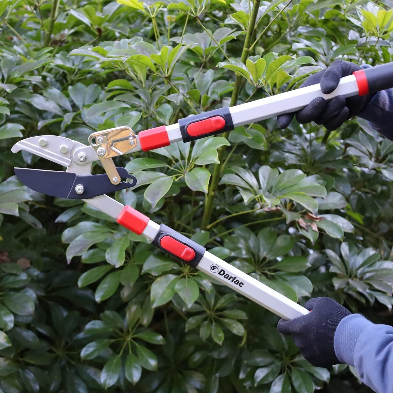 Darlac Telescopic Ratchet Lopper – Recommended by Professionals – Extendable Handles – Powerful Ratchet Action – 50mm Cut Capacity – Ideal for Gardeners with Dexterity Issues - SK5 Carbon Steel Blade