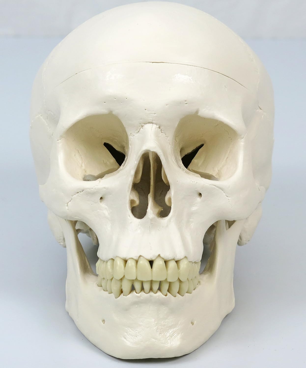 3B Scientific Human Anatomy Skeleton Model Stan - Classic, On Hanging Stand A10/1 + free Anatomy App - 3B Smart Anatomy