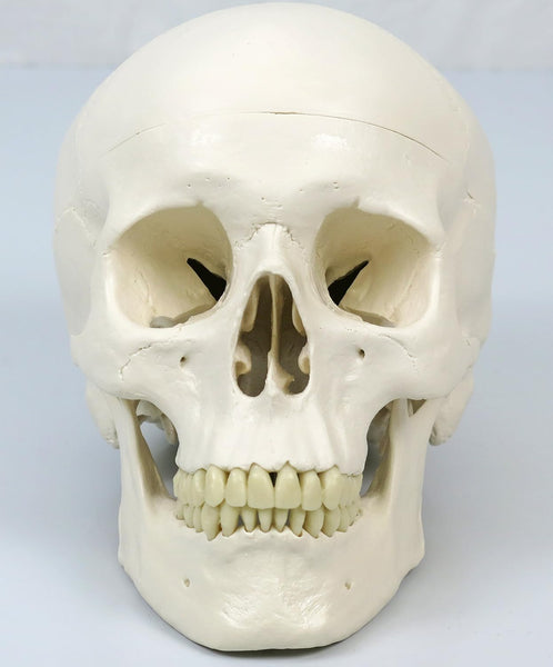 3B Scientific Human Anatomy Skeleton Model Stan - Classic, On Hanging Stand A10/1 + free Anatomy App - 3B Smart Anatomy