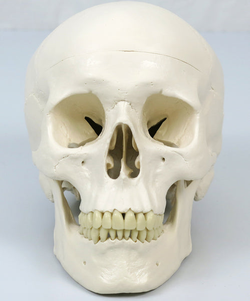 3B Scientific Human Anatomy Skeleton Model Sam - with Muscles and Ligaments, On Hanging Stand A13/1 + free Anatomy App - 3B Smart Anatomy