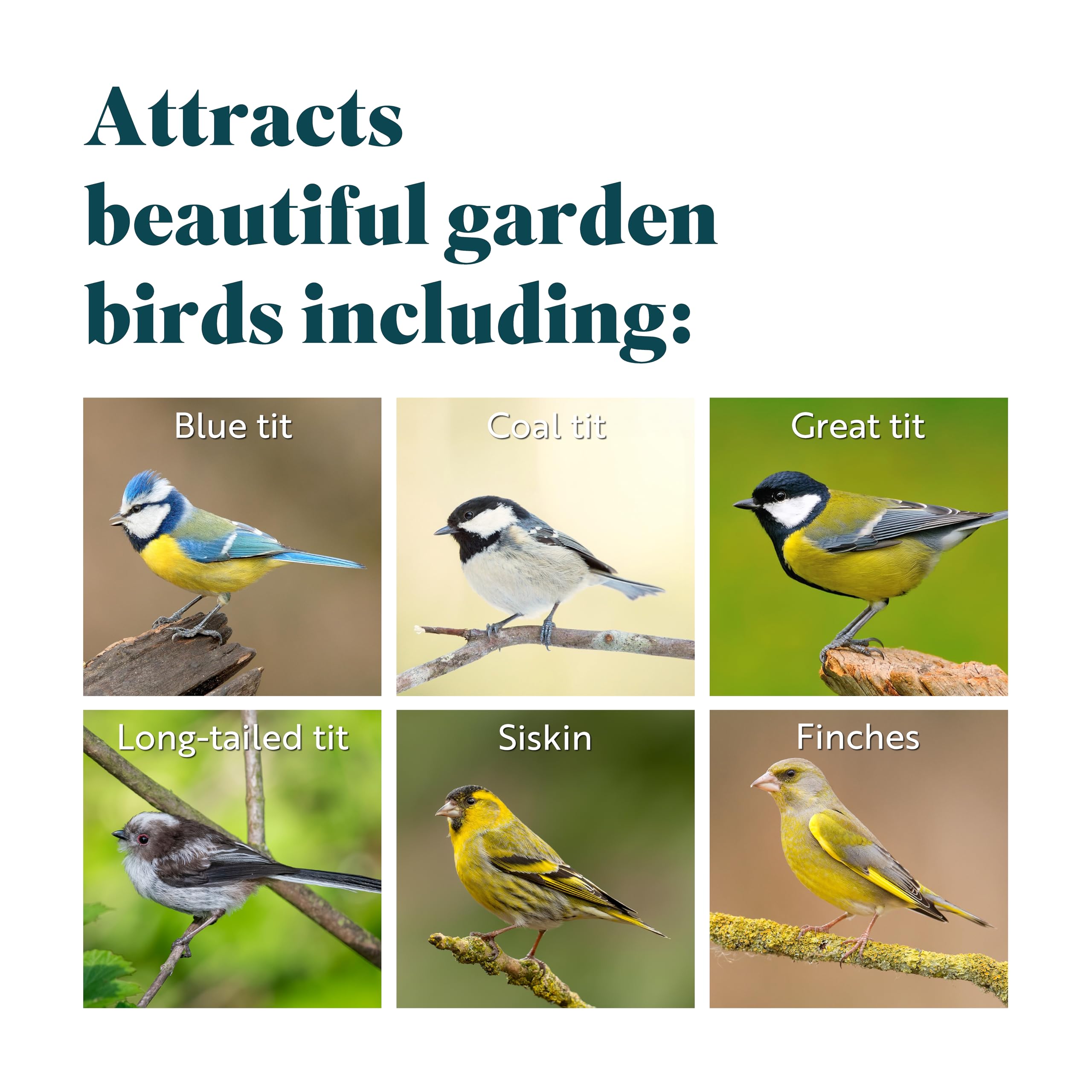 RSPB - Peanuts for Wild Birds, Wild Bird Food for Small Birds, High Energy Food, Rich in Protein and Fat, Free from Aflatoxin, Made in the UK,