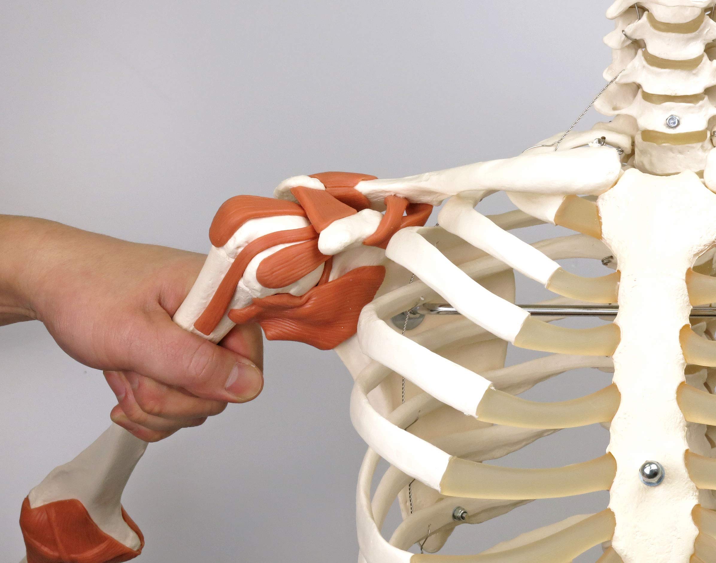 3B Scientific Human Anatomy Skeleton Model Sam - with Muscles and Ligaments, On Hanging Stand A13/1 + free Anatomy App - 3B Smart Anatomy