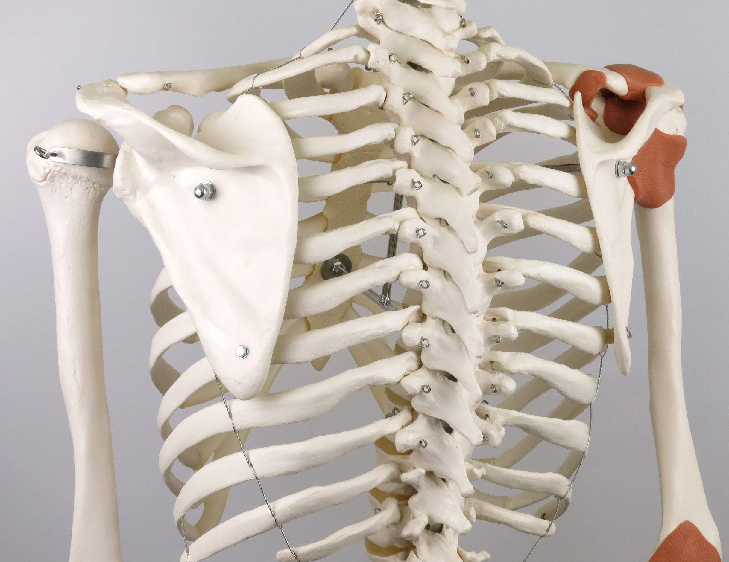 3B Scientific Human Anatomy Skeleton Model Sam - with Muscles and Ligaments, On Hanging Stand A13/1 + free Anatomy App - 3B Smart Anatomy