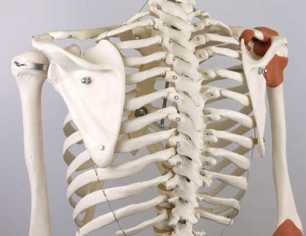 3B Scientific Human Anatomy Skeleton Model Sam - with Muscles and Ligaments, On Hanging Stand A13/1 + free Anatomy App - 3B Smart Anatomy