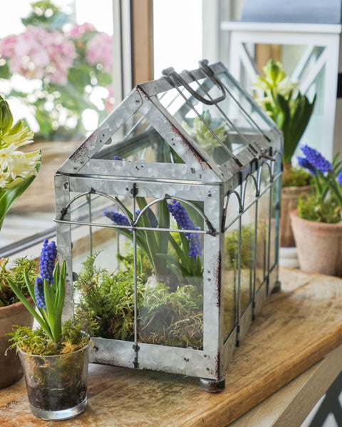 Esschert Design ZB21 Greenhouse with Lockable Lid, Plant House, Iron/Glass with Carry Handle, Sturdy Feet, Multi, Small, 29.3 x 15.4 x 26.4 cm