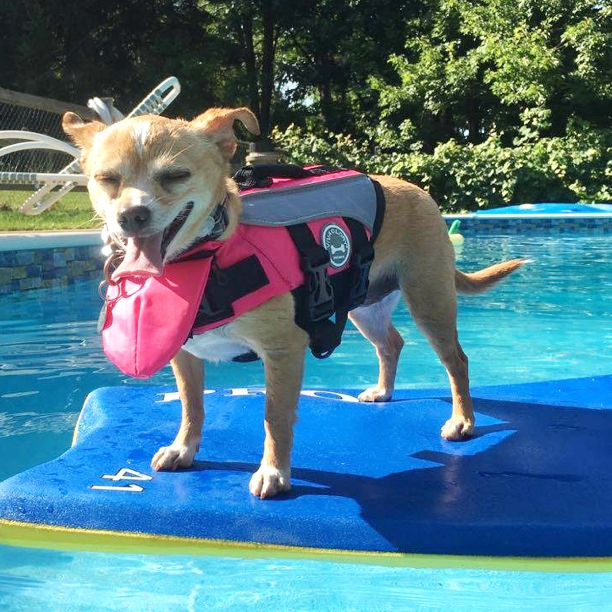 VIVAGLORY Front Float Dog Life Jacket, Dog Buoyancy Aid for Swimming & Boating, Life Vest with Chin Float & Handle, Ripstop & Buoyancy for Doggy, L, Yellow Grey
