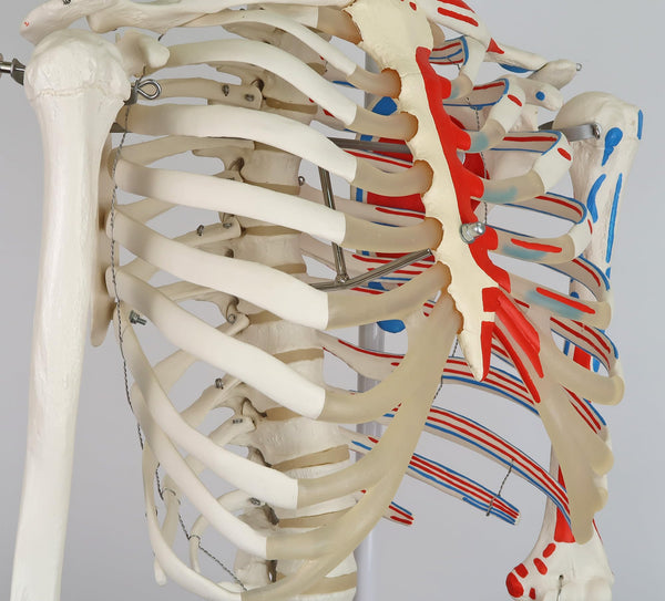 3B Scientific Human Anatomy Skeleton Model Sam - with Muscles and Ligaments, On Hanging Stand A13/1 + free Anatomy App - 3B Smart Anatomy