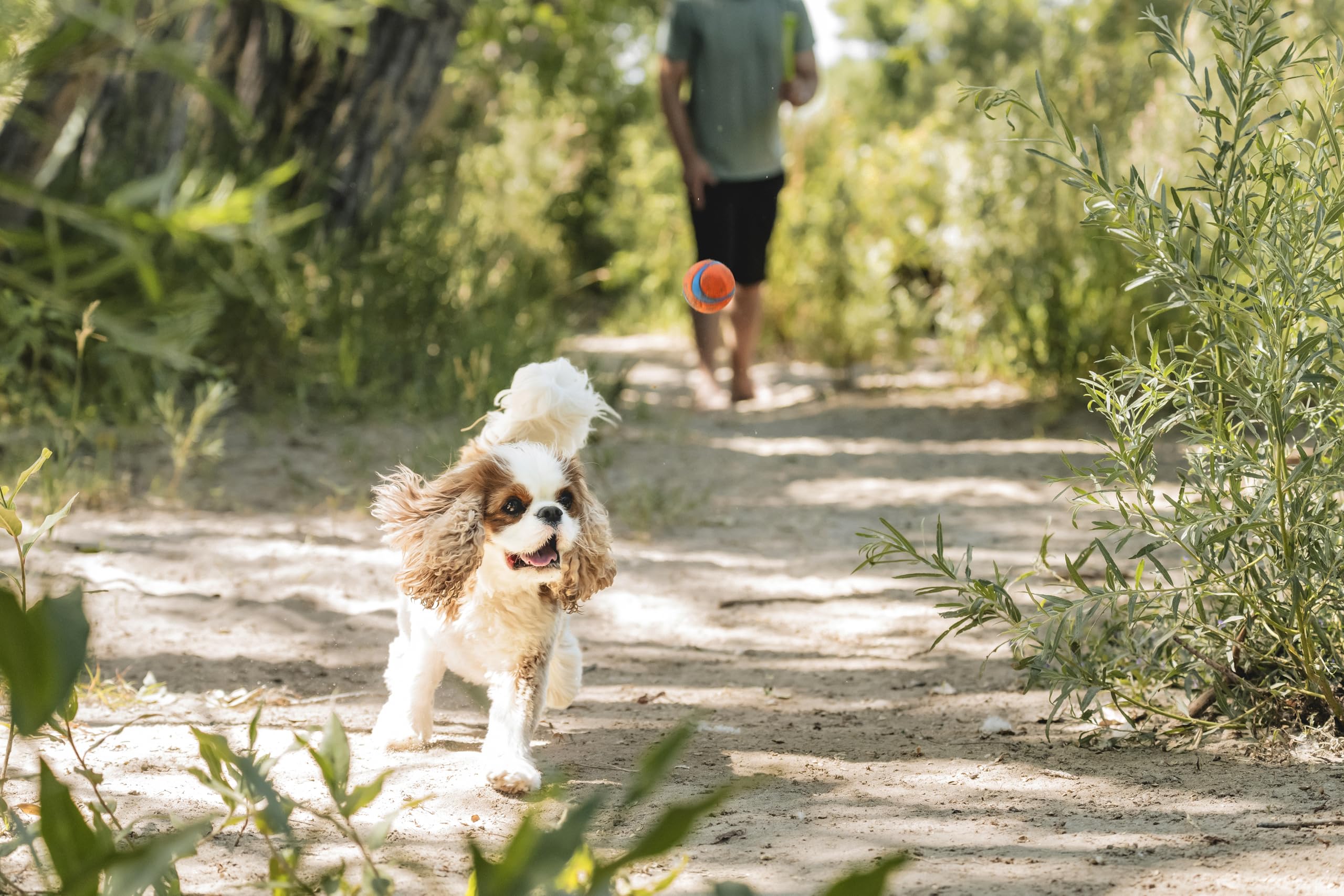 ChuckIt! Ultra Ball Dog Toy, Durable High Bounce Floating Rubber Dog Ball, Launcher Compatible Toy For Dogs, 2 Pack, Medium