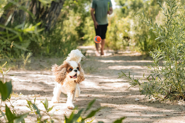 ChuckIt! Ultra Ball Dog Toy, Durable High Bounce Floating Rubber Dog Ball, Launcher Compatible Toy For Dogs, 2 Pack, Medium