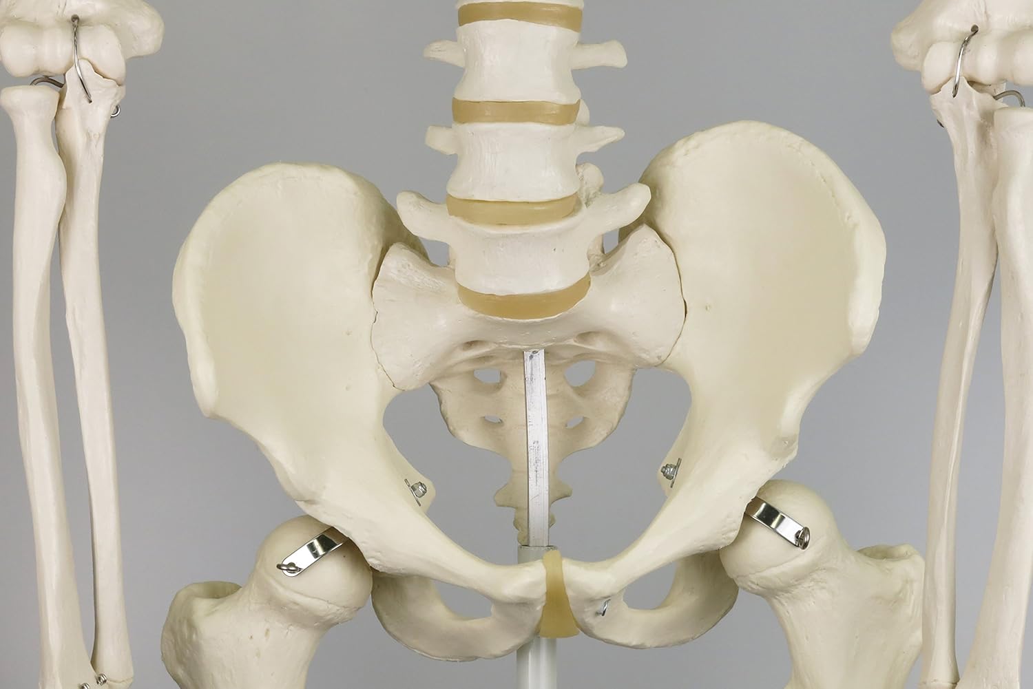 3B Scientific Human Anatomy Skeleton Model Stan - Classic, On Hanging Stand A10/1 + free Anatomy App - 3B Smart Anatomy