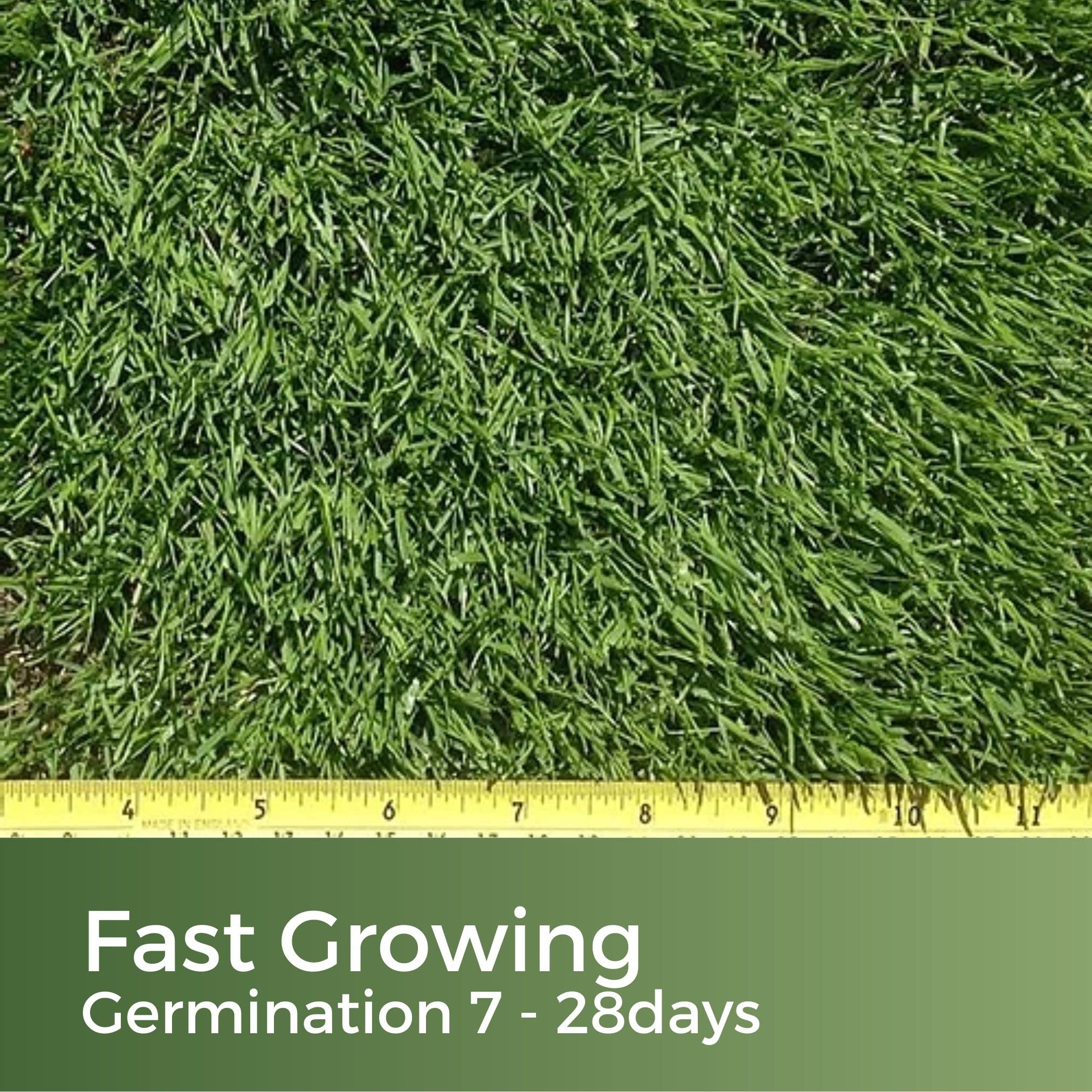 Dark Green Lawn Seed - Grass Seeds for a Green Lawn All Year Round - Hard Wearing & Fast Growing Mix - Garden Lawncare Guy (10kg - 400m?)