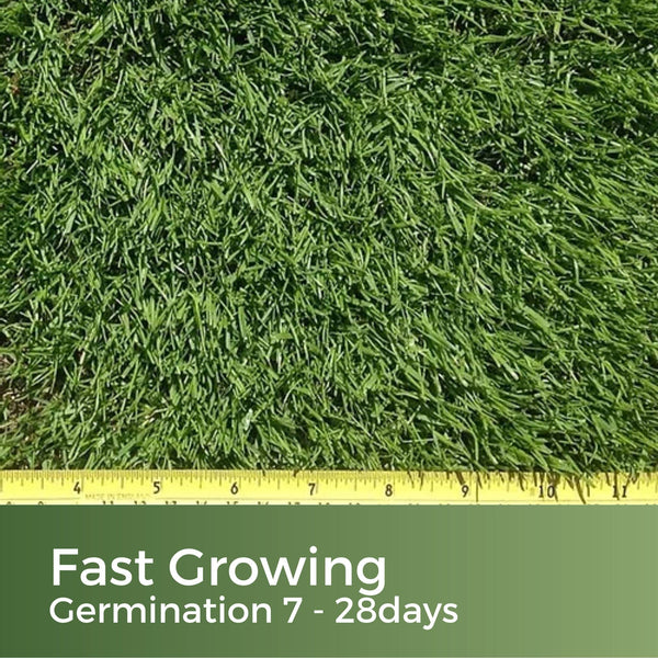 Dark Green Lawn Seed - Grass Seeds for a Green Lawn All Year Round - Hard Wearing & Fast Growing Mix - Garden Lawncare Guy (5kg - 200m?)