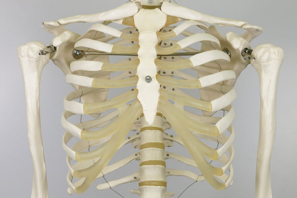 3B Scientific Human Anatomy Skeleton Model Sam - with Muscles and Ligaments, On Hanging Stand A13/1 + free Anatomy App - 3B Smart Anatomy