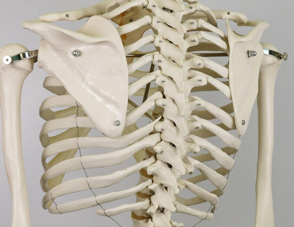 3B Scientific Human Anatomy Skeleton Model Stan - Classic, On Hanging Stand A10/1 + free Anatomy App - 3B Smart Anatomy