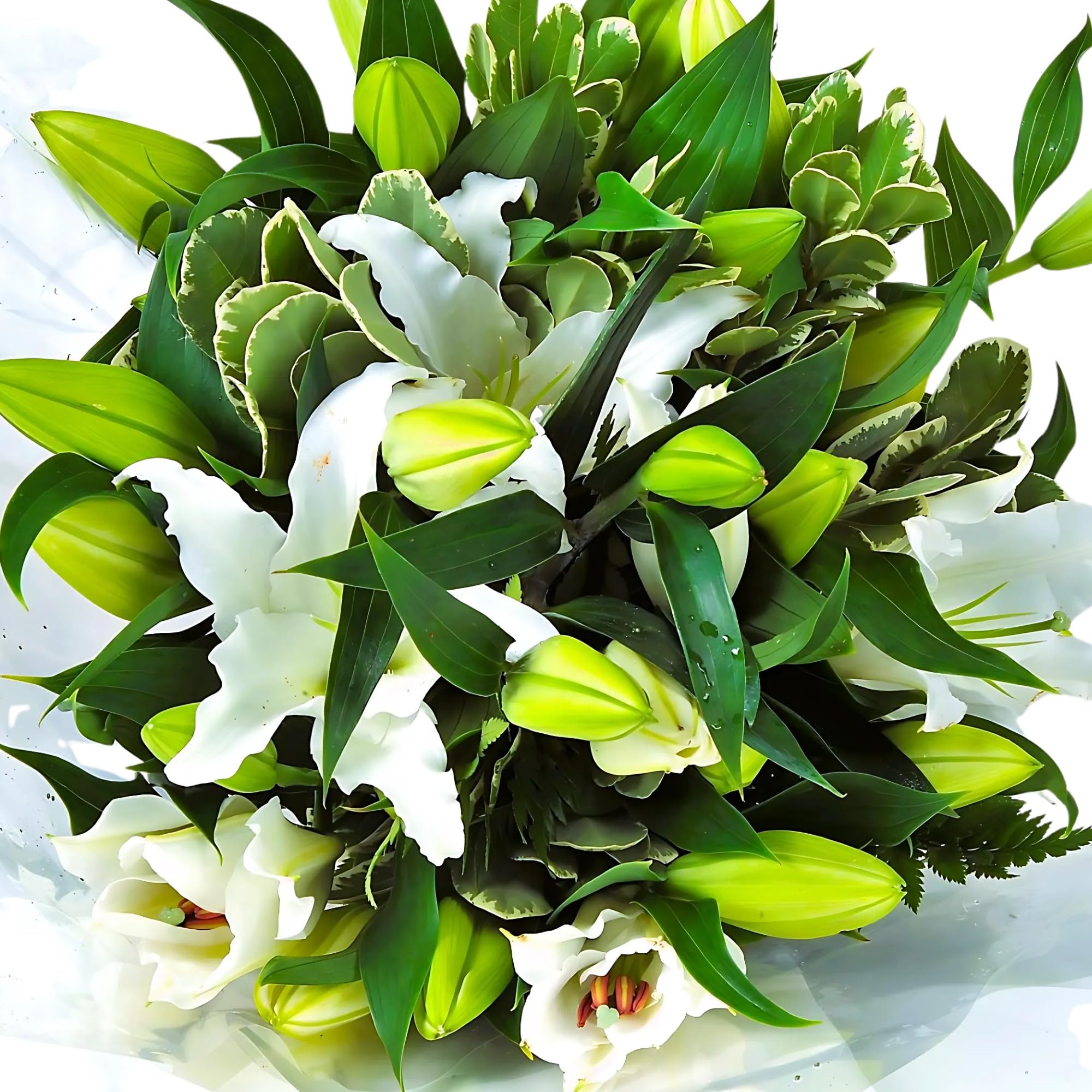 Homeland Florists White Scented Oriental Lily Fresh Flower Bouquet, Luxury Large Gift Wrapped Lilies with Handwritten Gift Card for Birthday or
