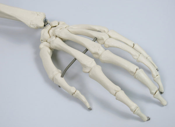 3B Scientific Human Anatomy Skeleton Model Sam - with Muscles and Ligaments, On Hanging Stand A13/1 + free Anatomy App - 3B Smart Anatomy