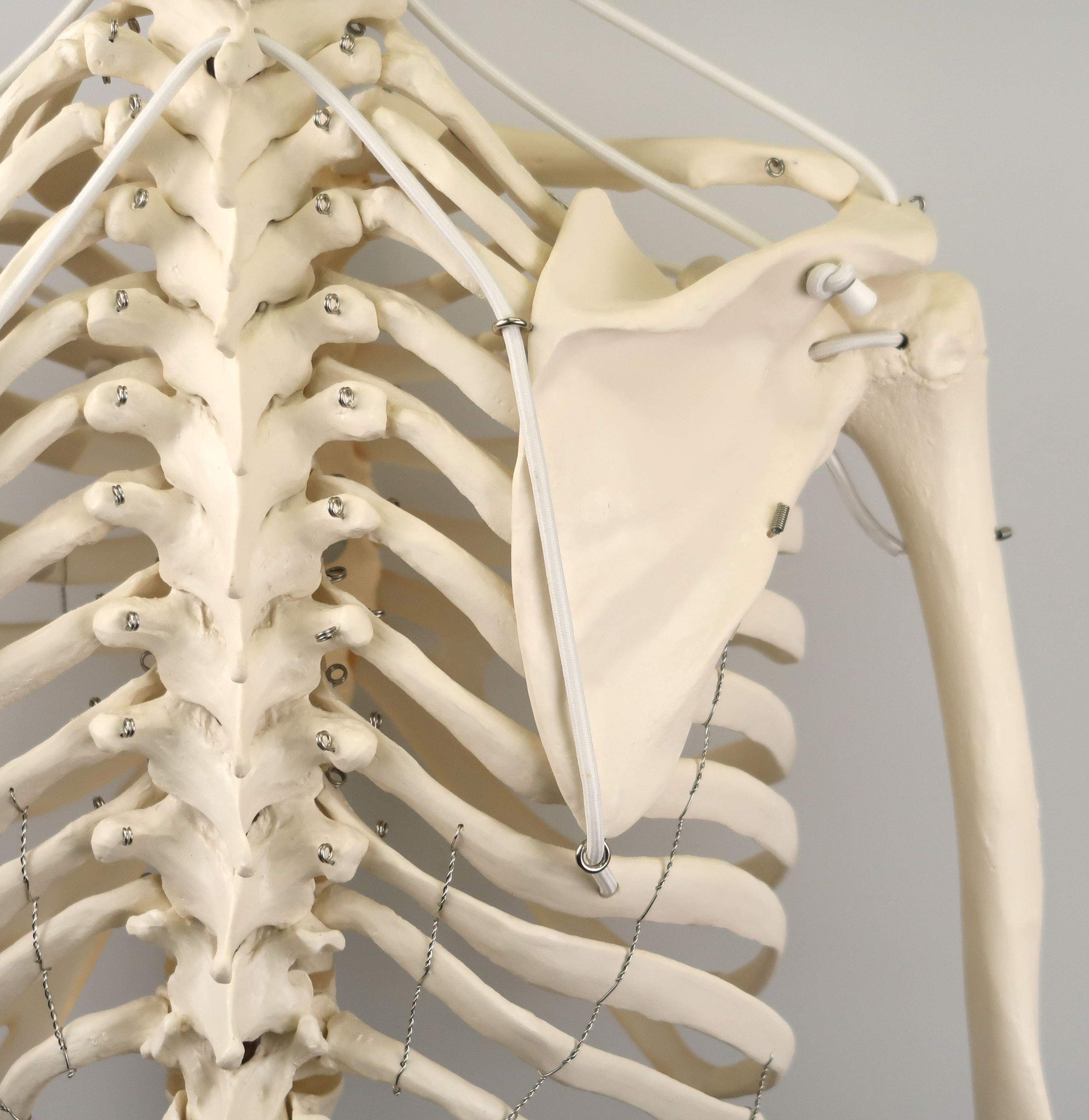 3B Scientific Human Anatomy Skeleton Model Sam - with Muscles and Ligaments, On Hanging Stand A13/1 + free Anatomy App - 3B Smart Anatomy