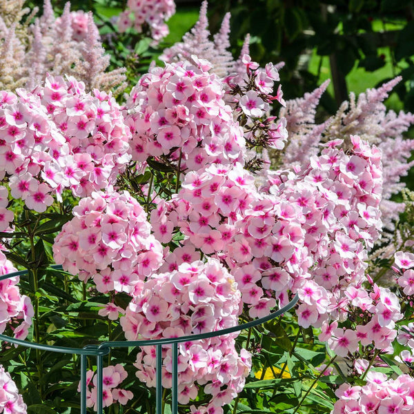 12 Pack Plant Support Stakes, Peony Cages and Supports Large 25cm Wide x 60cm High Tall Peony Ring Supports, Garden Plant Stakes for Outdoor Plants