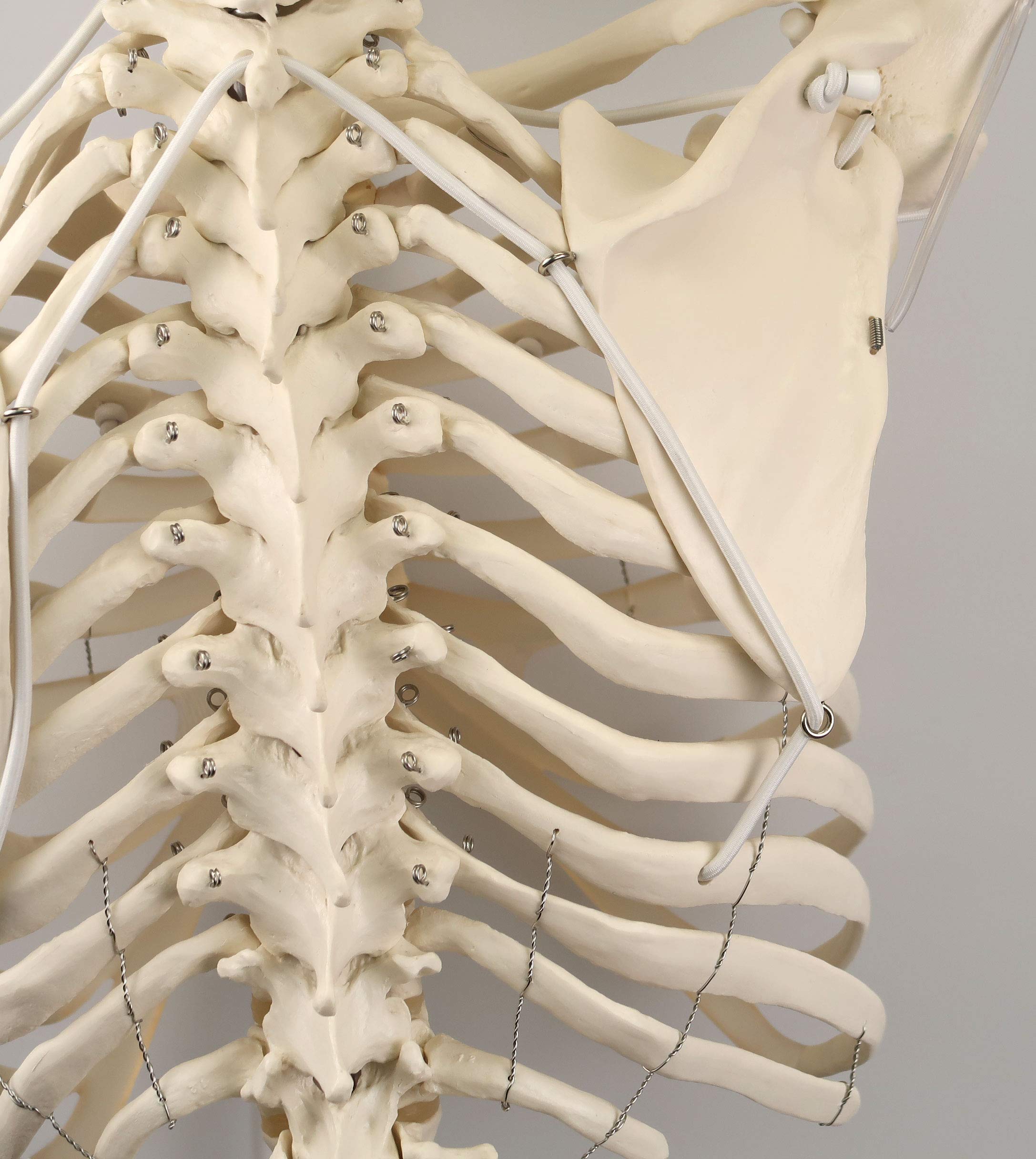 3B Scientific Human Anatomy Skeleton Model Sam - with Muscles and Ligaments, On Hanging Stand A13/1 + free Anatomy App - 3B Smart Anatomy