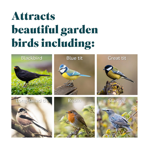 RSPB - Fat Balls for Wild Birds, High Energy Food, Suet Balls for Wild Birds, Made in the UK, Suitable for Year-Round Feeding (Box of 160)