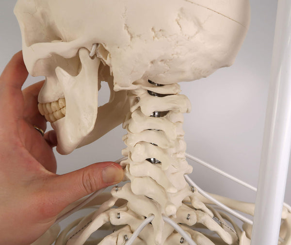 3B Scientific Human Anatomy Skeleton Model Sam - with Muscles and Ligaments, On Hanging Stand A13/1 + free Anatomy App - 3B Smart Anatomy