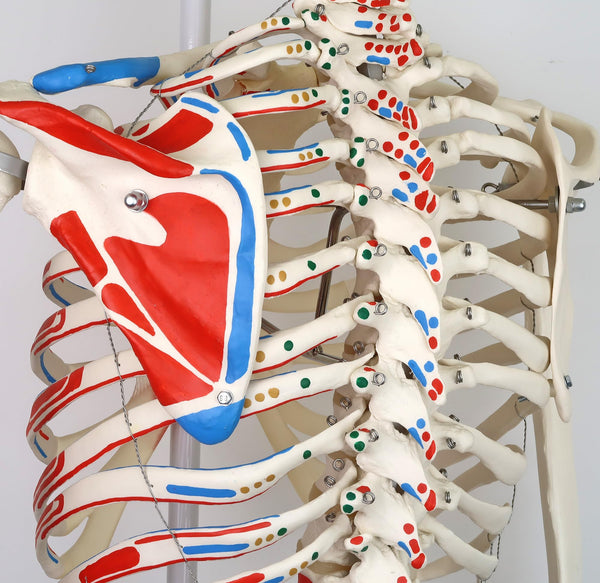 3B Scientific Human Anatomy Skeleton Model Sam - with Muscles and Ligaments, On Hanging Stand A13/1 + free Anatomy App - 3B Smart Anatomy