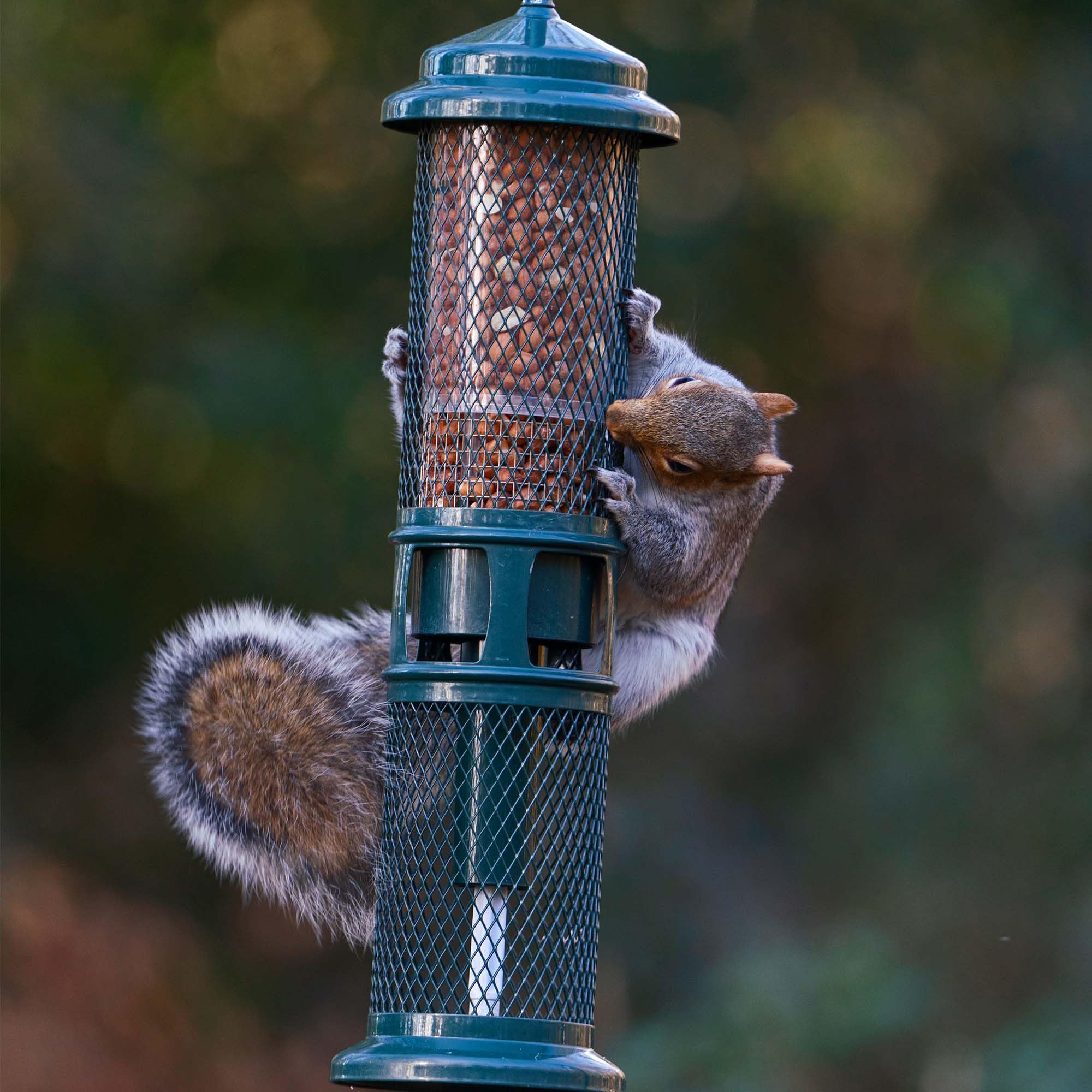 Jacobi Jayne SB-PN Squirrel Proof Bird Feeder - Squirrel Buster Peanut - Marauders off! Guaranteed Squirrel and Large Bird Proof / Metal, Green