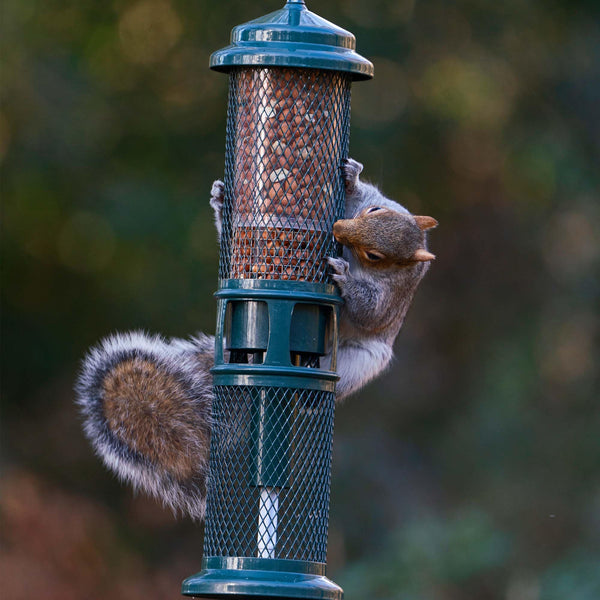 Jacobi Jayne SB-PN Squirrel Proof Bird Feeder - Squirrel Buster Peanut - Marauders off! Guaranteed Squirrel and Large Bird Proof / Metal, Green