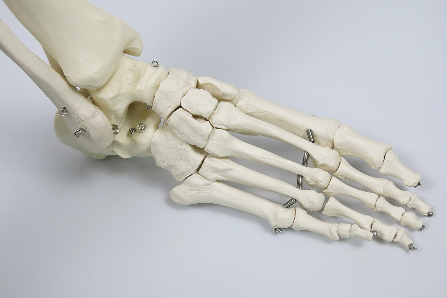 3B Scientific Human Anatomy Skeleton Model Stan - Classic, On Hanging Stand A10/1 + free Anatomy App - 3B Smart Anatomy