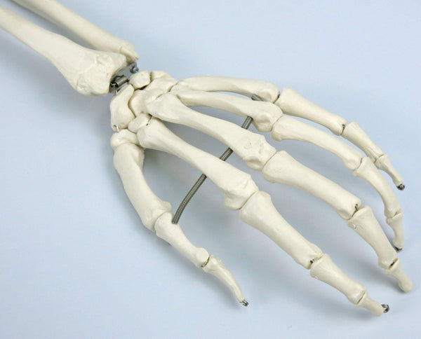 3B Scientific Human Anatomy Skeleton Model Sam - with Muscles and Ligaments, On Hanging Stand A13/1 + free Anatomy App - 3B Smart Anatomy