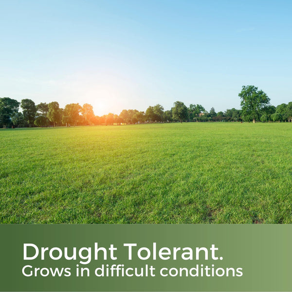 Clay King - Grass Seed for Clay Soil UK - Deep Rooting for Clay Lawns and New Builds - 10kg - Garden Lawncare Guy