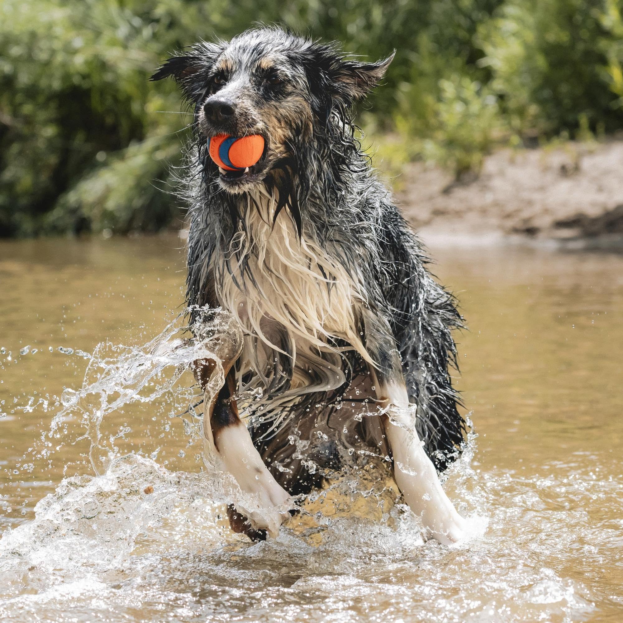 ChuckIt! Ultra Ball Dog Toy, Durable High Bounce Floating Rubber Dog Ball, Launcher Compatible Toy For Dogs, 2 Pack, Medium