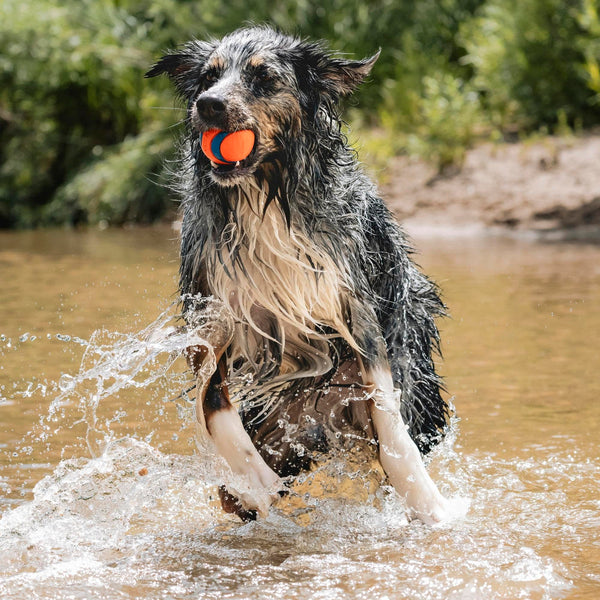 ChuckIt! Ultra Ball Dog Toy, Durable High Bounce Floating Rubber Dog Ball, Launcher Compatible Toy For Dogs, 2 Pack, Medium