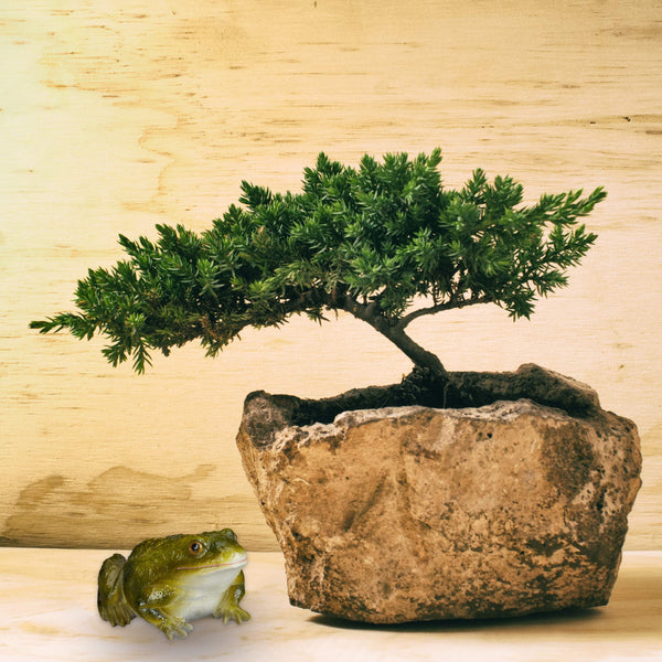 Relaxdays Garden Frog Figurine, Weatherproof, For Balcony, Patio, Pond, Poly-resin, Decor Toad Ornament, Green